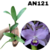 CATTLEYA PORTIA COERULEA PRÉ ADULTA COM AVARIAS - NA MADEIRA