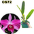 REFUGO - LAELIA PURPURATA RUBRA FLAMEA PRÉ ADULTA