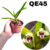 MUDA PEQUENA DE MAXILLARIA EQUITANS COM AVARIAS (MINI ORQUÍDEA) - RAIZ NUA
