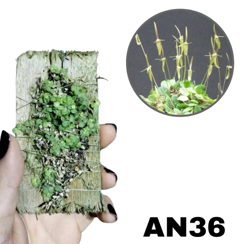 ORQUÍDEA MICRO TOUCEIRA DE BARBOSELLA HANDROI ADULTA --- NA - comprar online