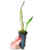 KIT 10 ORQUÍDEAS DENDROBIUM ADULTAS - LOTE NOVO