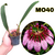 CORTE RECENTE BULBOPHYLLUM EBERHARDTII COM AVARIAS - SEM VASO