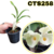 CATASETUM CLOWESETUM RAYMOND LENER X PILEATUM ADULTA COM AVARIAS - CTS258 - comprar online