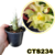 CATASETUM JIMD PRE ADULTA - COM AVARIAS - CTS234