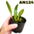 CATTLEYA RUPÍCOLA SORTIDA PRÉ ADULTA COM AVARIAS - comprar online