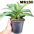 MUDA PEQUENA ORQUÍDEA ZYGOPETALUM SORTIDA (SEM IDENTIFICAÇÃO) - comprar online