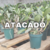 ATACADO 40 CATTLEYAS ADULTAS SEM ID COM AVARIAS - SEM VASO - comprar online