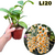 DENDROBIUM THYRSIFLORUM PRÉ ADULTA (vaso marrom) - comprar online