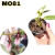 CORTE BULBOPHYLLUM MINIATUM SEM VASO COM AVARIAS - comprar online