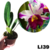 BLC ANN CLEO ADULTA (RAIZ NUA)