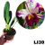 BLC ANN CLEO ADULTA (RAIZ NUA)