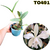 CATTLEYA INTERMEDIA ALBA ADULTA - comprar online