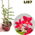 EPIDENDRUM VERMELHA ADULTA