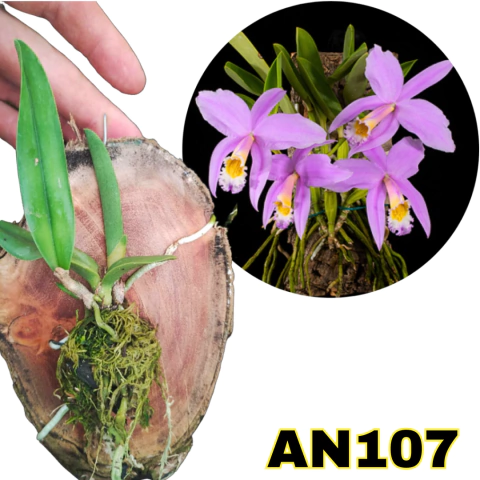 ORQUÍDEA MUDA PEQUENA LAELIA JONGHEANA NA MADEIRA (COM AVARIAS)