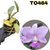 CATTLEYA WALKERIANA COERULEA ADULTA COM AVARIAS - RAIZ NUA