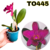 MINI CATTLEYA BLC NOBILES FRISSON DOCILE ADULTA - RAIZ NUA COM AVARIAS - comprar online