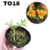 MICRO ORQUÍDEA MEDIOCALCAR DECORATUM ADULTA - MAIS ORQUIDEAS