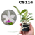 MUDA PEQUENA CATTLEYA INTERMEDIA COERULEA - MAIS ORQUIDEAS