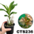 CATASETUM DAPPER DOTS PRÉ ADULTA COM AVARIAS (CTS236) na internet