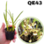 CORTE DE MICRO ORQUÍDEA ORNITHOPHORA RADICANS