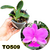 CATTLEYA WALKERIANA TIPO ADULTA