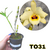 DENDROBIUM NOBILE AMARELO MIOLO ESCURO - comprar online