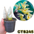 CATASETUM CLO. RAYMOND LERNER X PILEATUM ORO VERDE ADULTA COM AVARIAS - CTS245 - comprar online