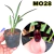 CORTE RECENTE MAXILLARIA SCHUNKEANA