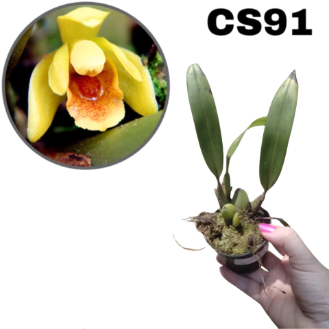 ORQUÍDEA MAXILLARIA BARBOSAE PRÉ ADULTA REFUGO (COM AVARIAS) - comprar online