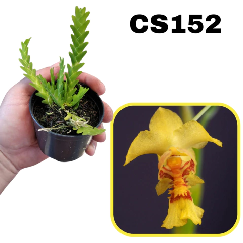 ORQUÍDEA MICRO LOCKHARTIA LUNIFERA PRÉ-ADULTA