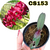MUDA PEQUENA RHYNCHOSTYLIS GIGANTEA RED - REFUGO