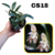 BULBOPHYLLUM AMBROSIA TOUCEIRA