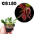 BULBOPHYLLUM TREMULUM PRE ADULTA - comprar online