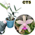 CATTLEYA ADULTA CT5