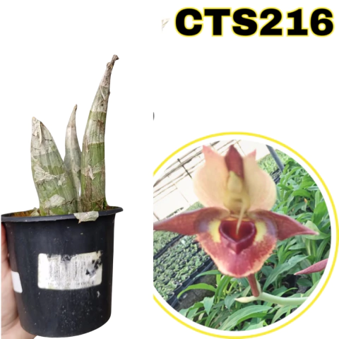 ORQUÍDEA CATASETUM CATASANDRA FANFAIR ADULTA (COM AVARIAS) - comprar online