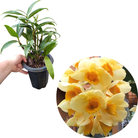 DENDORBIUM CREAM CASCADE ADULTA