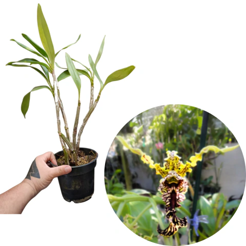 ORQUÍDEA DENDROBIUM SPECTABILE ADULTA COM AVARIAS