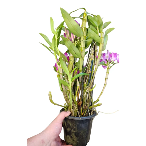TOUCEIRA DENDROBIUM NOBILE SEM IDENTIFICAÇÃO PORTE MEDIO