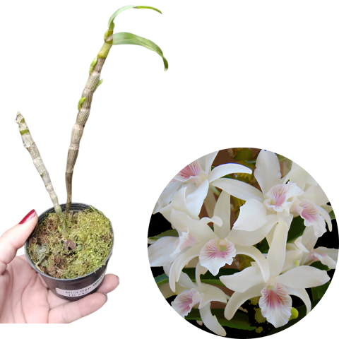 Mini Orquídea Dendrobium White Swan – Muda Pré-Adulta Branca (Com Avarias)