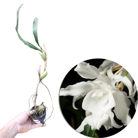CORTE DE COELOGYNE CRISTATA OCHROLEUCA (COM AVARIAS)