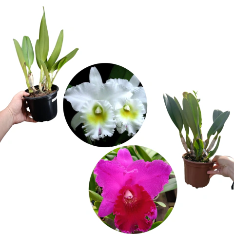 KIT CATTLEYAS DE FLORES GRANDES (PASTORAL + PAULO FONTES)