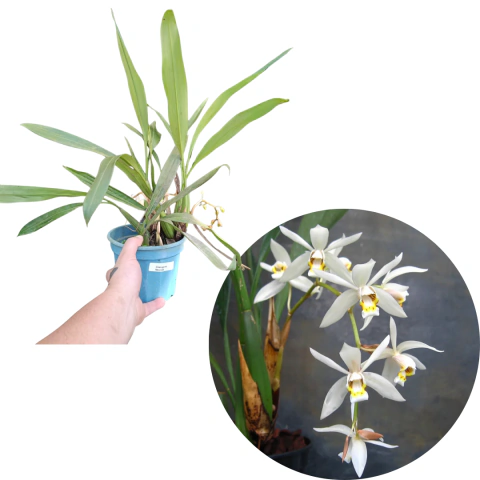 Coelogyne Flaccida Adulta (Com Avarias)