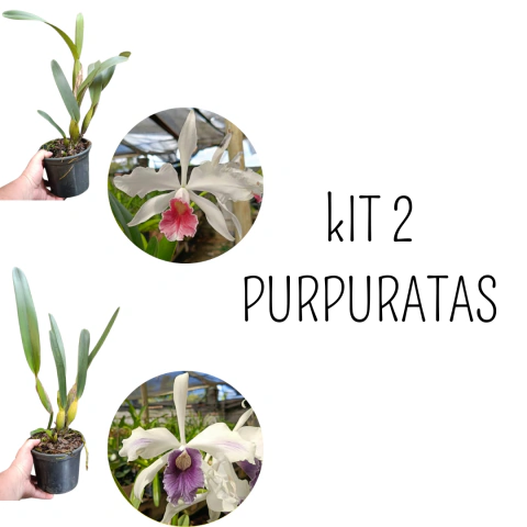 KIT 2 LAELIAS PURPURATAS ADULTAS (CARNEA + WERKHAUSER)