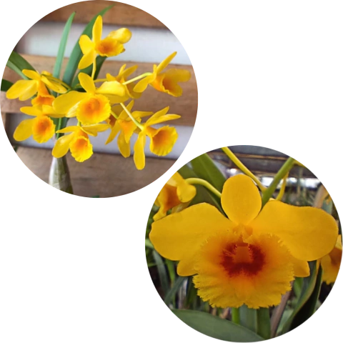 KI 2 DENDORBIUM CHRYSOTOXUM (TIPO + OCULATUM) COM AVARIAS - comprar online