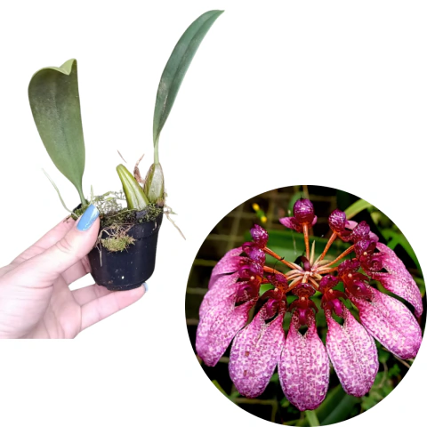 CORTE BULBOPHYLLUM EBERHARDTII