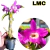 DENDROBIUM NOBILE LMC ADULTA