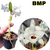 DENDROBIUM NOBILE BMP PRÉ ADULTA
