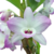 DENDROBIUM BRANCO FLAMEADO - RAIZ NUA