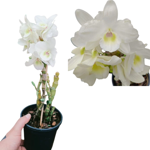 ORQUÍDEA DENDROBIUM BRANCO SORTIDO - comprar online