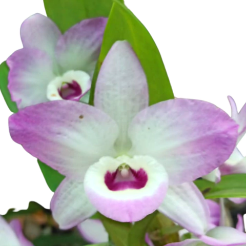 ORQUÍDEA DENDROBIUM ROSA COM MIOLO ESCURO